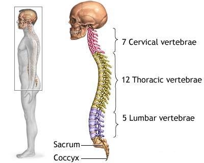 Coloana vertebrala - caractere generale ale vertebrelor